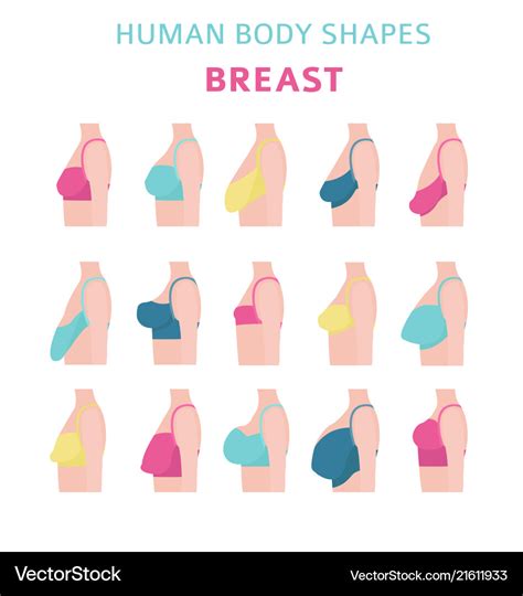 areolas|The 12 Different Breast Shapes and Types